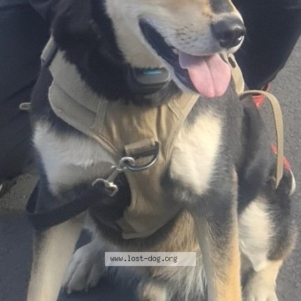 Photo 1/2 chino Dog lost in Calgary
