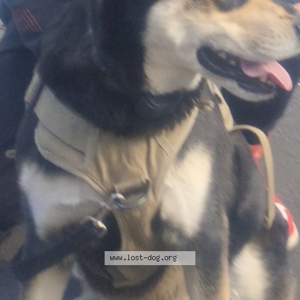 Photo 2/2 chino Dog lost in Calgary