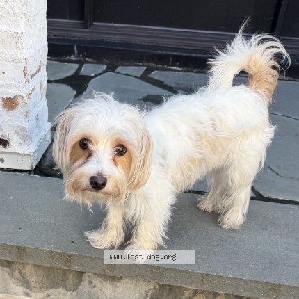 Photo 1/1 Found dog Found in Chicago