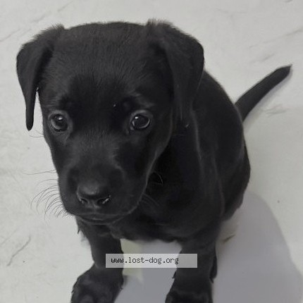 Photo 1/2 luna Dog lost in Delhi