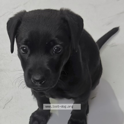 Photo 2/2 luna Dog lost in Delhi
