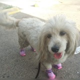 lassie