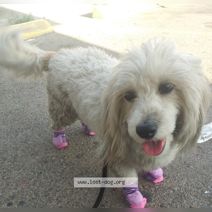 Photo 1/1 lassie Dog lost in El Paso