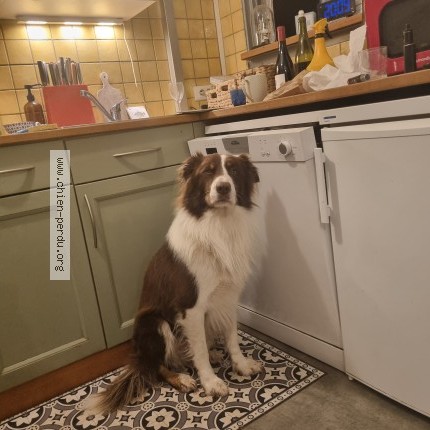 Foto eines wiedergefundenen Hundes in Tillenay