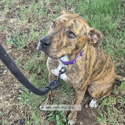 Photo 1/1 Found dog Found in Abilene