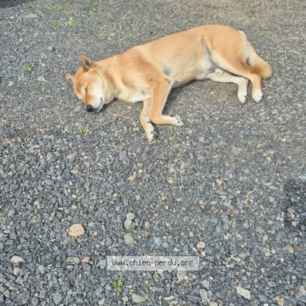 Photo 1/1 Found dog Found in Lantier