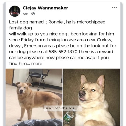 Picture of dog lost at Rochester