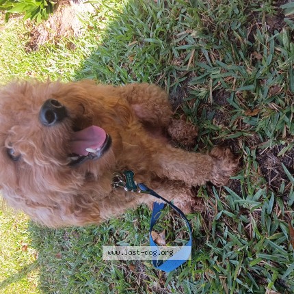 Picture of dog lost at West Park