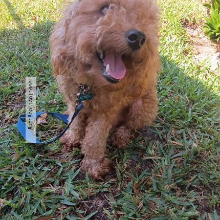 Photo 1/1 Da'Vinchi Dog lost in West Park