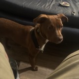 buddy