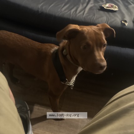 Photo 1/1 buddy Dog lost in Berkeley