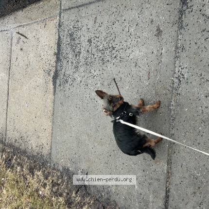 Photo 1/1 Reunited dog Lost in Montreal