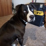 Rambo