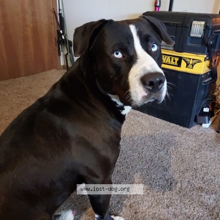Photo 1/1 Rambo Dog lost in Carson