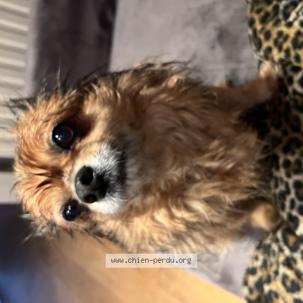 Foto 1/1 Jimmy Hond vermist in Meise
