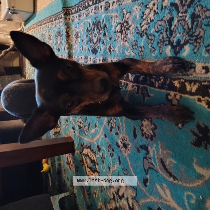 Picture of dog lost at Colorado Springs