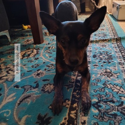 Photo 1/1 Javier Dog lost in Colorado Springs