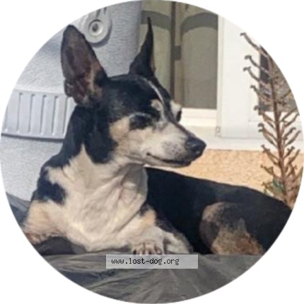 Picture of dog lost at Gardena
