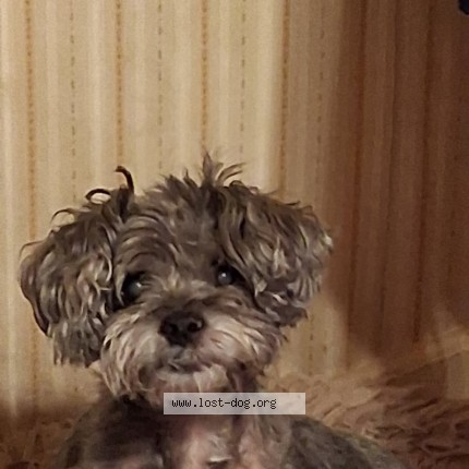 Photo 1/1 Reunited dog Lost in Evergreen Park