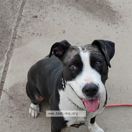Photo 1/1 Missy Dog lost in Florence