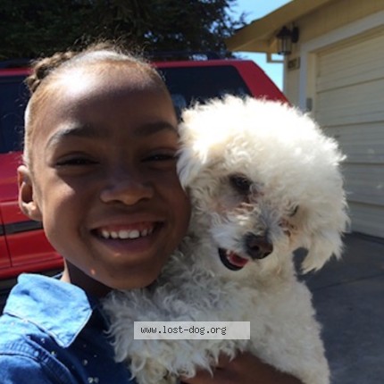 Photo 1/1 tiny Dog lost in Sacramento