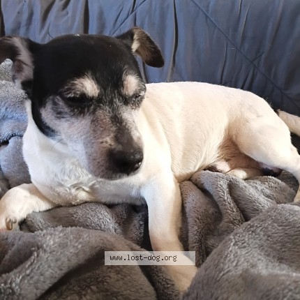 Photo 1/1 Found dog Found in Chicago