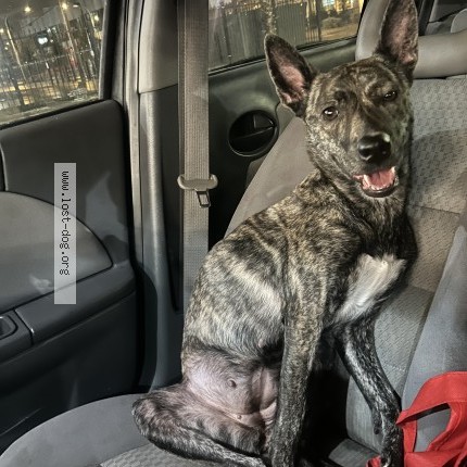 Photo 1/1 Daica Dog lost in Houston