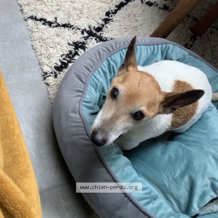 Foto 1/1 Hond teruggevonden Vermist in Hondelange