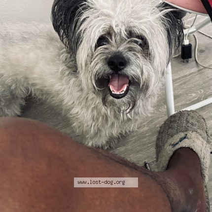 Photo 1/1 Found dog Found in Tempe