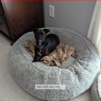 Photo 1/1 Frodo Dog lost in Denver