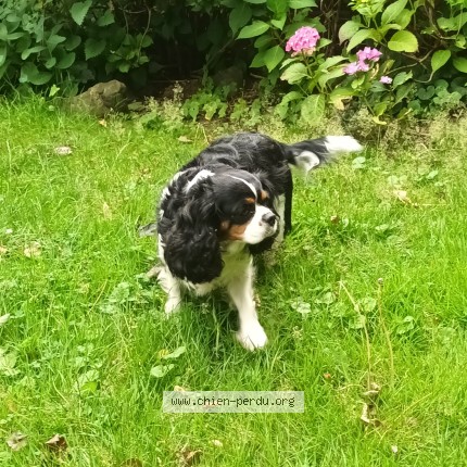 Foto 1/1 Hond gevonden Gevonden in Vieux Genappe