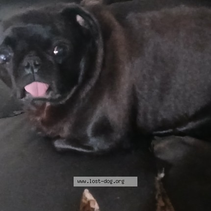 Photo 1/3 cookie Dog lost in Wasco