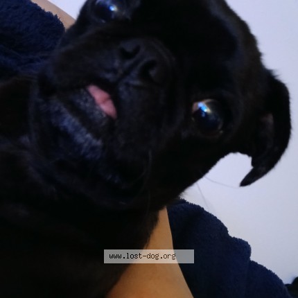 Photo 2/3 cookie Dog lost in Wasco