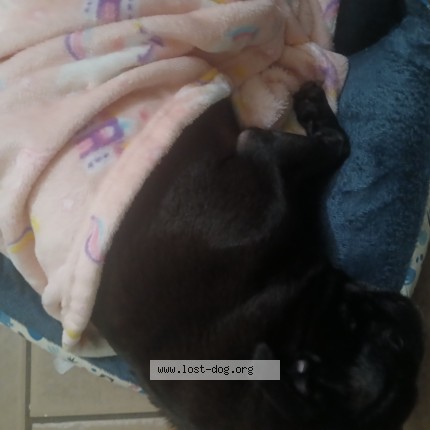 Photo 3/3 cookie Dog lost in Wasco