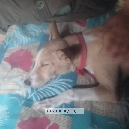Photo 1/1 chitru Dog lost in Ghazipur