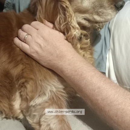 Foto 1/1 Hond teruggevonden Vermist in Rochefort