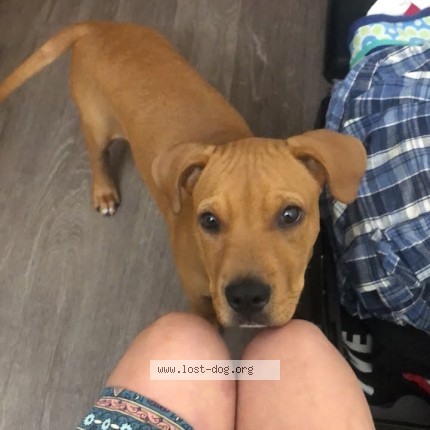 Photo 1/1 ollie Dog lost in Mesa