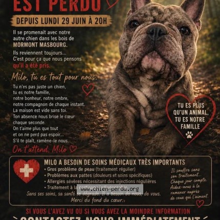 Foto 1/1 milo Hond vermist in Masbourg