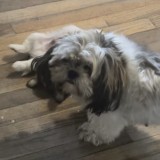 gabana