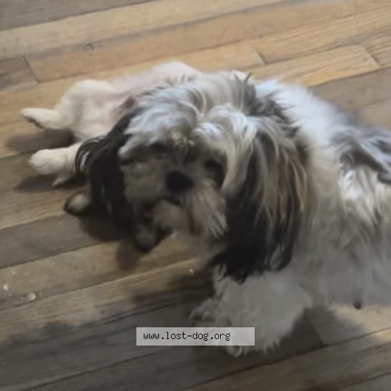 Photo 1/1 gabana Dog lost in St Louis