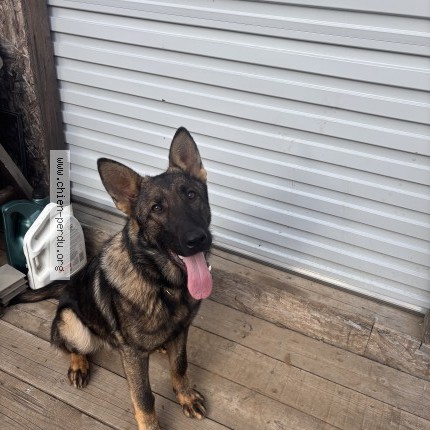 Photo 1/1 pinotte Dog lost in Drummondville
