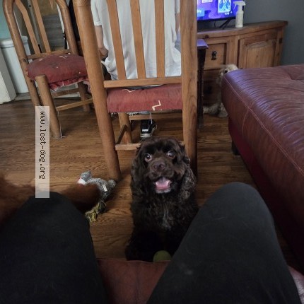 Photo 1/1 slayer Dog lost in Fayetteville