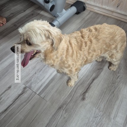 Photo 1/1 Found dog Found in Saint Eustache