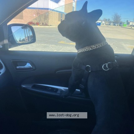 Photo 1/1 touche Dog lost in Oklahoma City
