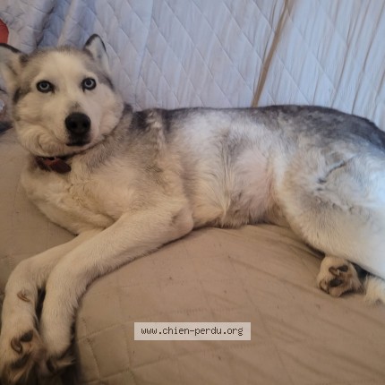 Foto 1/1 Bella Hond vermist in Focant