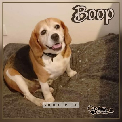 Photo of a dog found in Paimpont