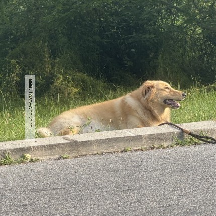 Photo 1/1 Found dog Found in York
