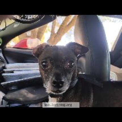Photo 1/3 Romeo Ison Dog lost in Rio Linda
