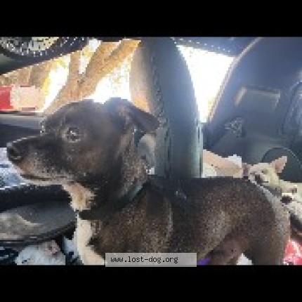 Photo 2/3 Romeo Ison Dog lost in Rio Linda