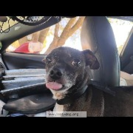 Photo 3/3 Romeo Ison Dog lost in Rio Linda